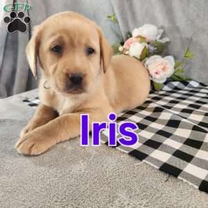 Iris, Fox Red Labrador Retriever Puppy